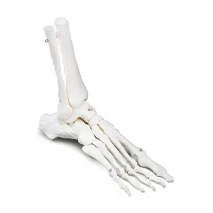 Elastic Foot Model - OS31E