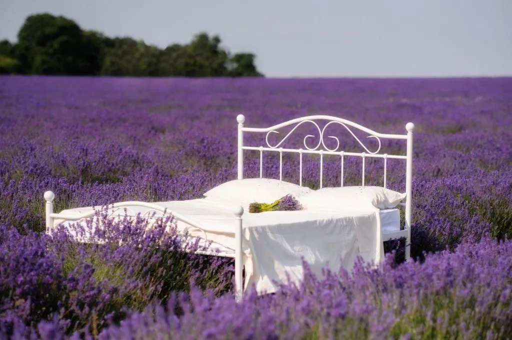 Lazy Lavender
