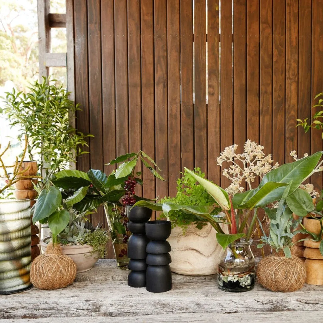 Urban Oasis Kokedama Large