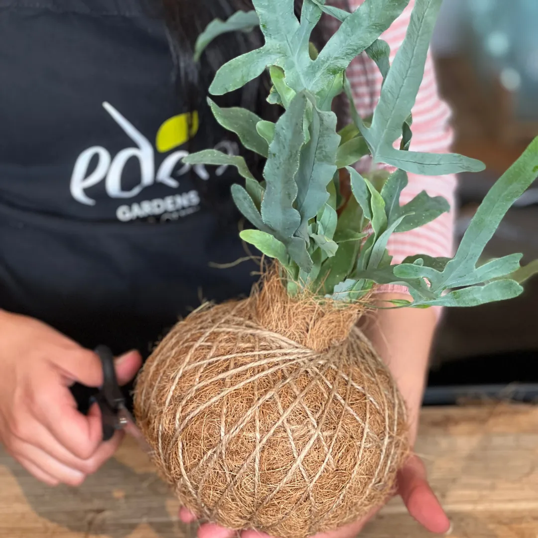Urban Oasis Kokedama Large