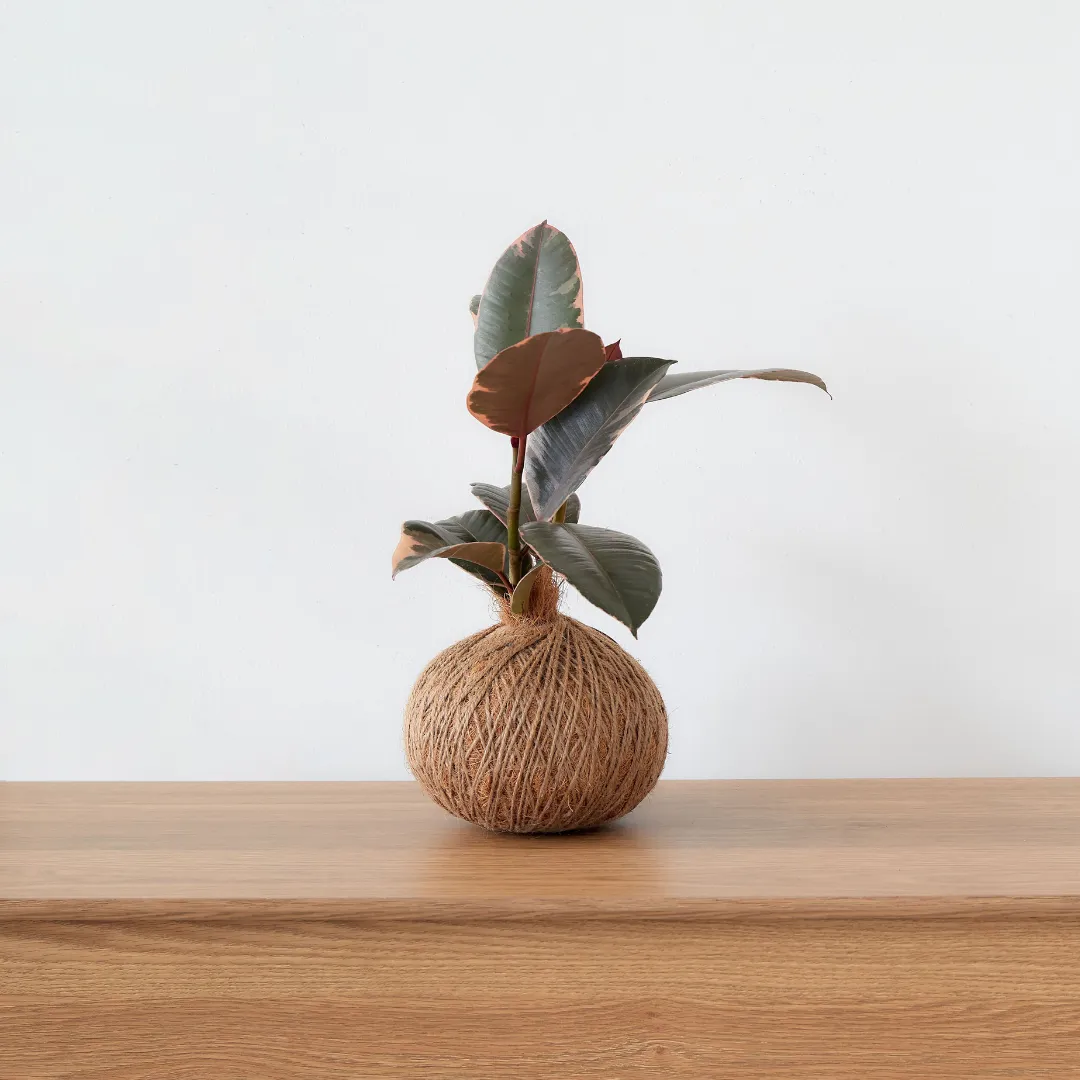 Urban Oasis Kokedama Large
