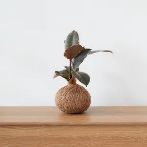 Urban Oasis Kokedama Large