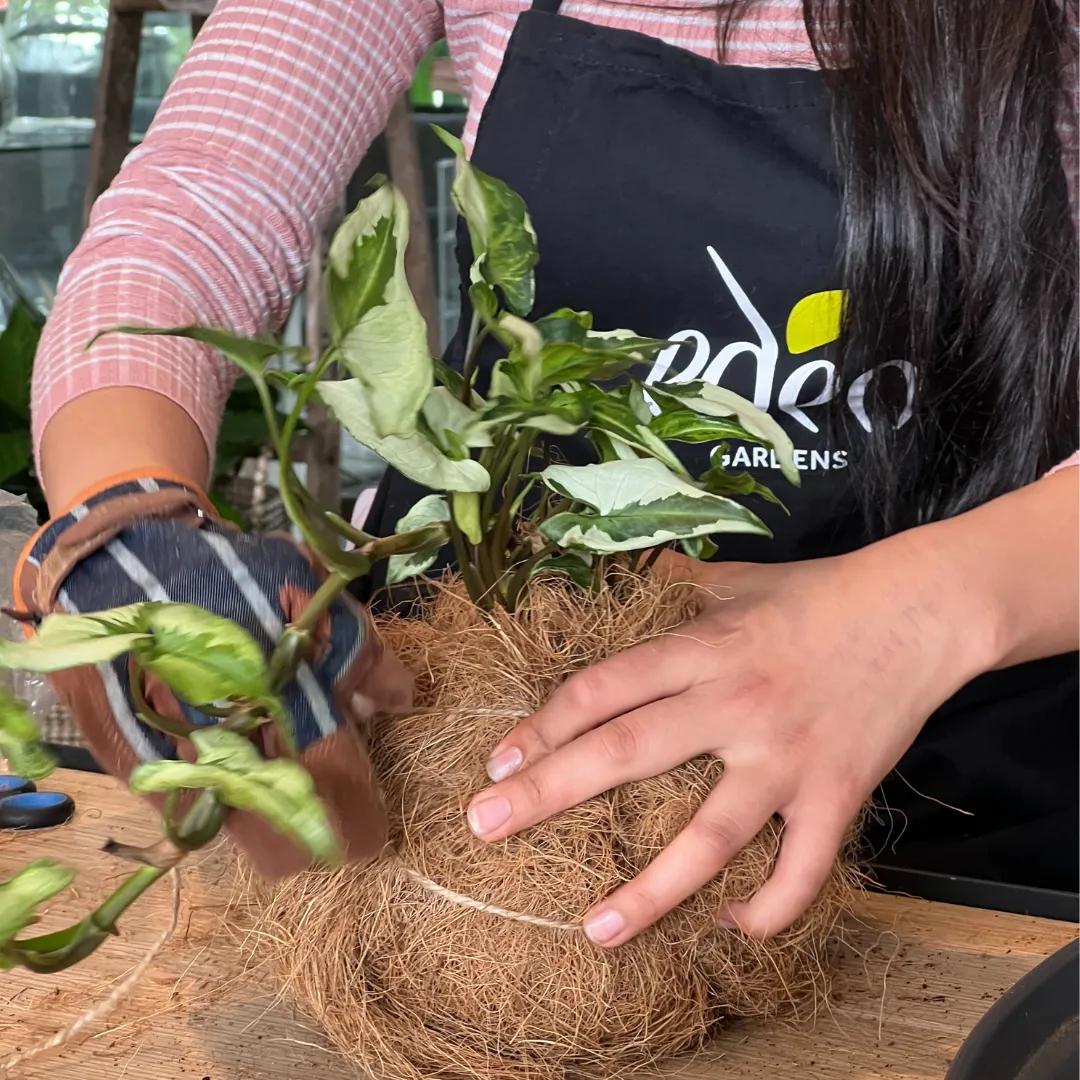 Urban Oasis Kokedama Large