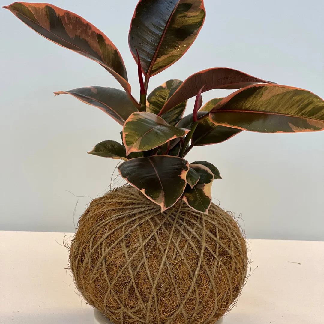 Urban Oasis Kokedama Large