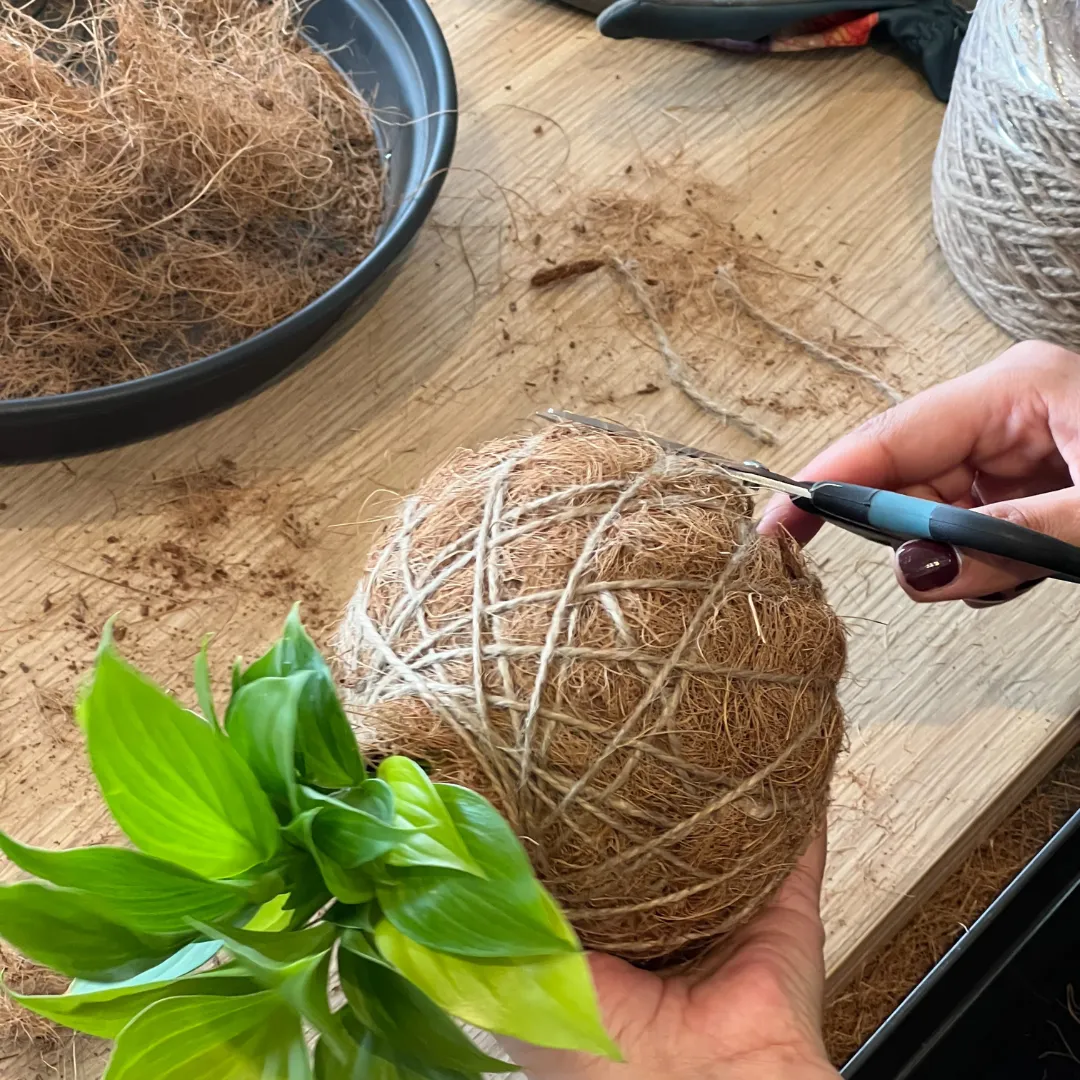 Urban Oasis Kokedama Large