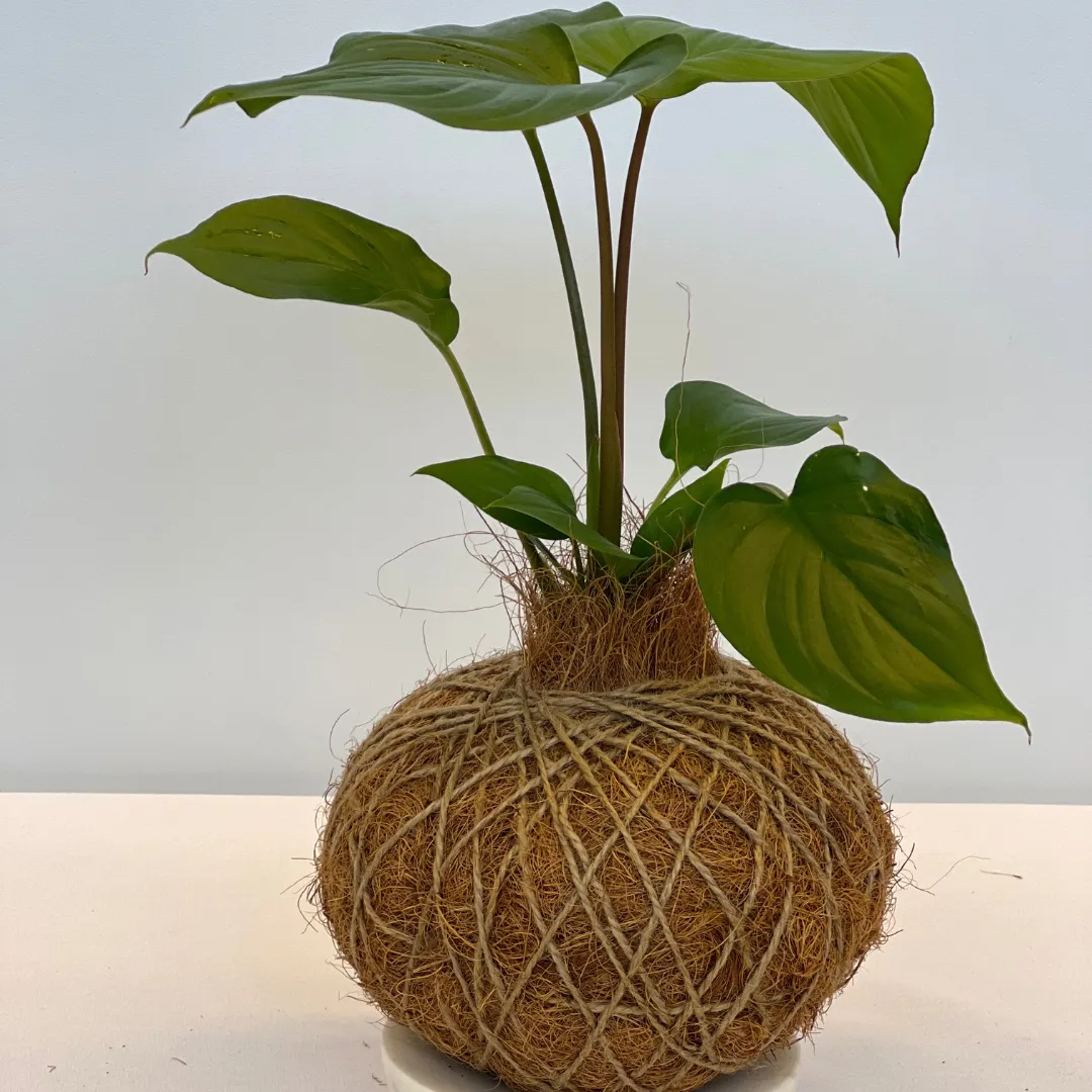 Urban Oasis Kokedama Large
