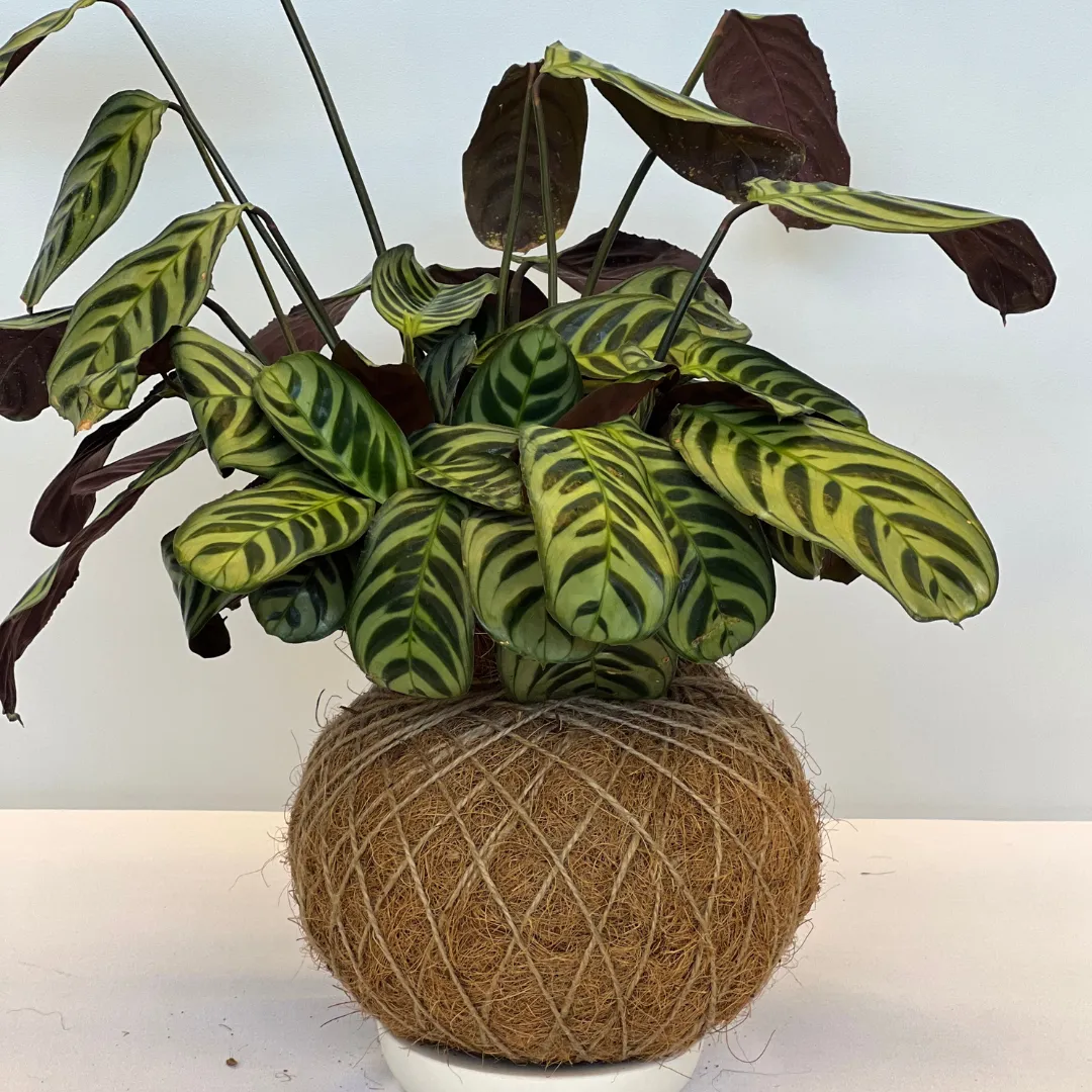 Urban Oasis Kokedama Large