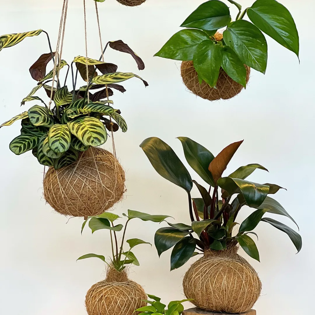 Urban Oasis Kokedama Large