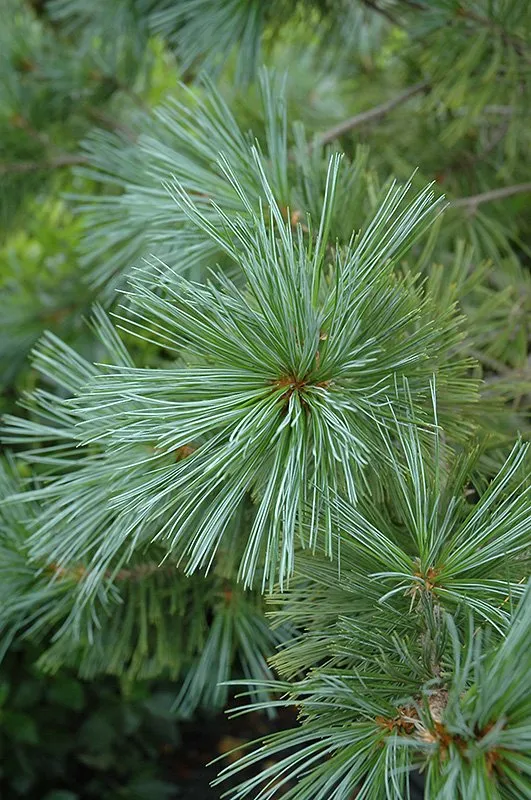 Vanderwolf's Pyramid Pine - Wire Basket - 150cm