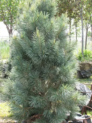 Vanderwolf's Pyramid Pine - Wire Basket - 150cm