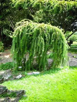 Weeping Douglas Fir (Pseudotsuga menziesii 'Pendula') - 125cm