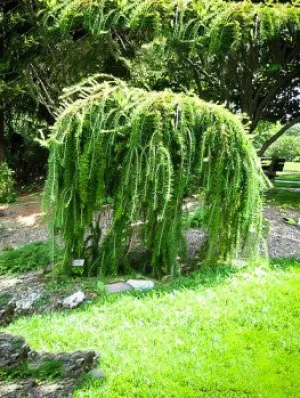 Weeping Douglas Fir (Pseudotsuga menziesii 'Pendula') - 125cm